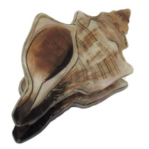 Conch Claw